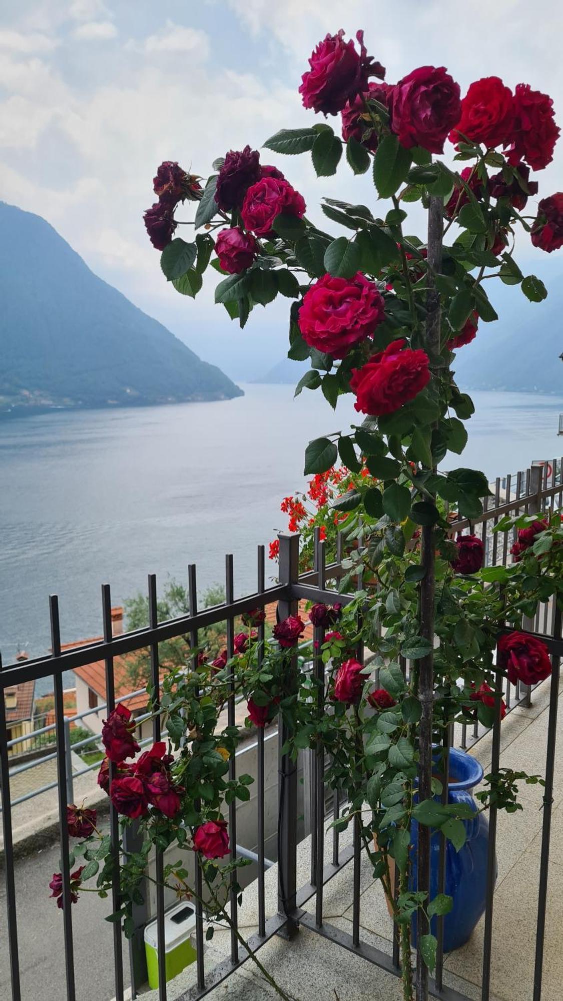 Colonno Panoramica Lago Di Como Экстерьер фото