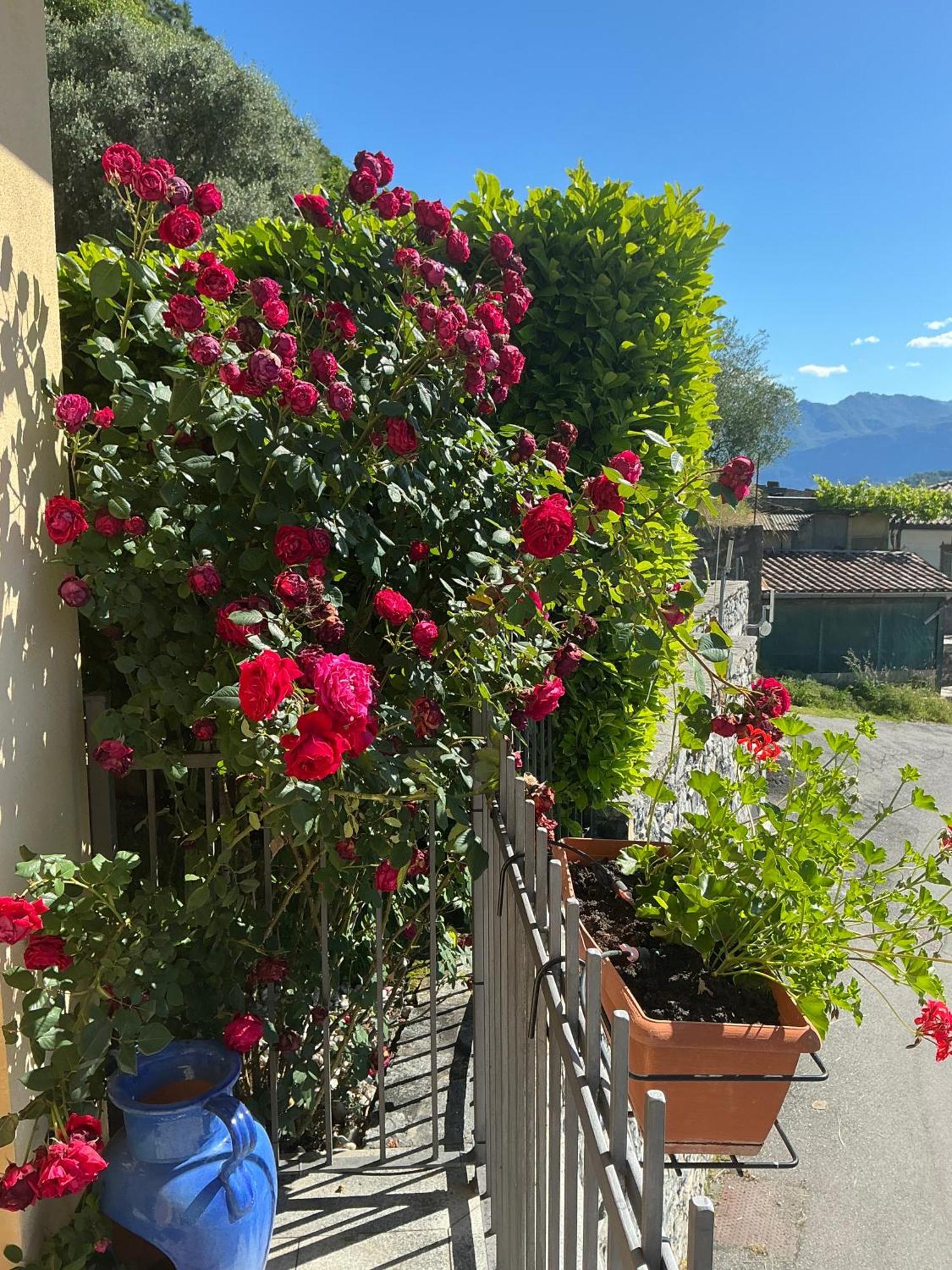 Colonno Panoramica Lago Di Como Экстерьер фото